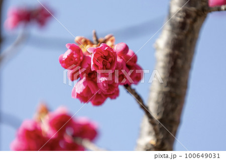 緋紅色の花を半開した鐘状に下向きにつける「カンヒザクラ [寒緋桜]」 100649031