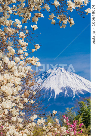 （静岡県）富士宮市柚野の春　白モクレンと富士山 100649074