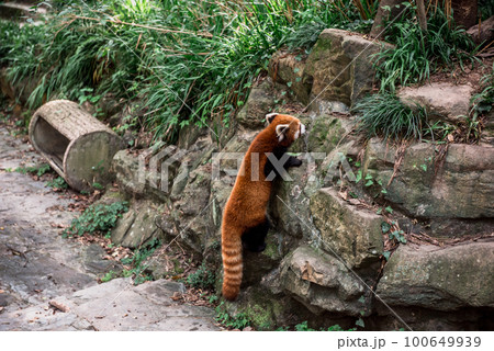 The Red Panda or firefox in the Hangzhou Zoo The Red Panda or firefox in the Hangzhou Zoo 100649939