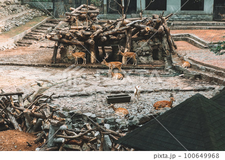 Deers in the Hangzhou Zoo Deers in the Hangzhou Zoo 100649968