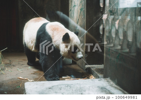 Giant panda is eating bamboo in the Hangzhou Zoo 100649981