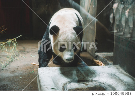 Giant panda is eating bamboo in the Hangzhou Zoo Giant panda is eating bamboo in the Hangzhou Zoo 100649983
