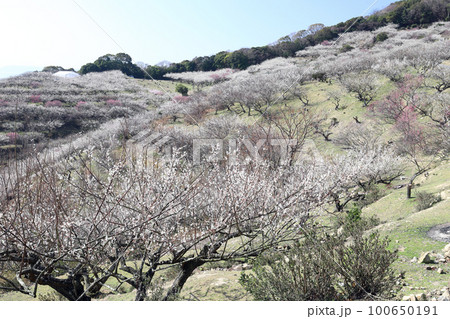 綾部山梅林(兵庫県 たつの市) 綾部山梅林(兵庫県 たつの市) 100650191