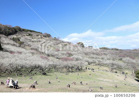 綾部山梅林（兵庫県 たつの市） 100650206