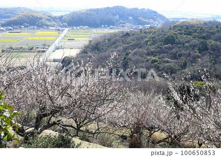 綾部山梅林からの風景(兵庫県 たつの市) 綾部山梅林からの風景(兵庫県 たつの市) 100650853