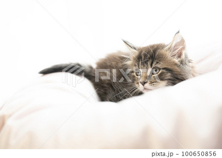 窓辺のベッドに入った仔猫 100650856