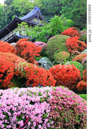 川崎市　神木山等覚院のツツジ 100650866