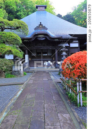 川崎市 神木山等覚院のツツジ 川崎市 神木山等覚院のツツジ 100650879