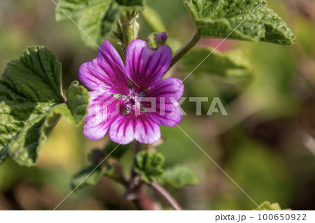 濃い紫色の花弁ウスベニアオイの花 100650922