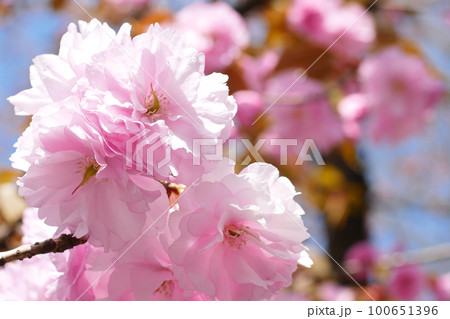 満開の八重桜 花びらのアップ ~3:2バージョン 満開の八重桜 花びらのアップ ~3:2バージョン 100651396