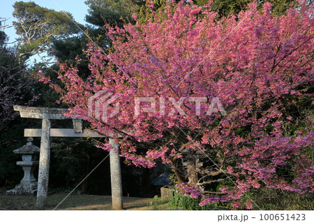 静岡県伊豆市小下田　下り宮の下村三島神社鳥居と早咲きの土肥桜 100651423