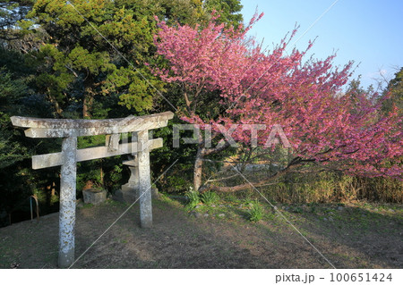 静岡県伊豆市小下田 下り宮の下村三島神社鳥居と早咲きの土肥桜 静岡県伊豆市小下田 下り宮の下村三島神社鳥居と早咲きの土肥桜 100651424