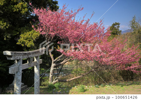 静岡県伊豆市小下田 下り宮の下村三島神社鳥居と早咲きの土肥桜 静岡県伊豆市小下田 下り宮の下村三島神社鳥居と早咲きの土肥桜 100651426