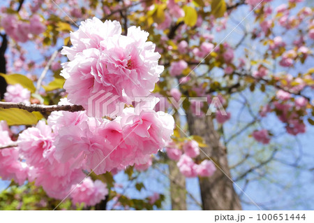 満開の八重桜     ～3:2バージョン 100651444