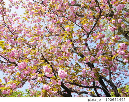 満開の八重桜      100651445