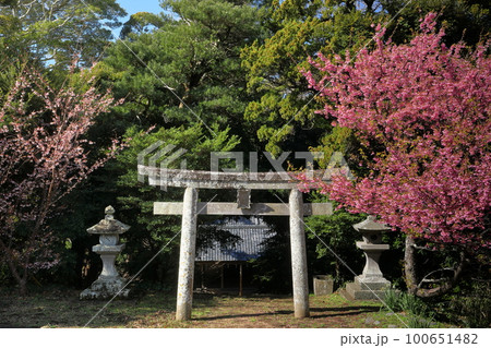 静岡県伊豆市小下田 下り宮の下村三島神社鳥居と早咲きの土肥桜 静岡県伊豆市小下田 下り宮の下村三島神社鳥居と早咲きの土肥桜 100651482