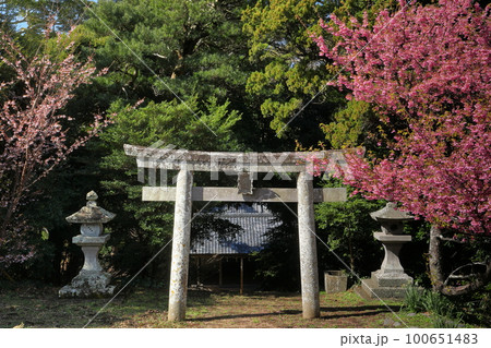 静岡県伊豆市小下田 下り宮の下村三島神社鳥居と早咲きの土肥桜 静岡県伊豆市小下田 下り宮の下村三島神社鳥居と早咲きの土肥桜 100651483