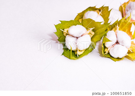 綿花 から 綿 を 収穫 する 【 コットン の イメージ 】 綿花 から 綿 を 収穫 する 【 コットン の イメージ 】 100651850