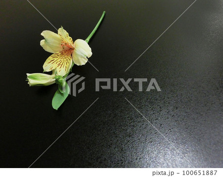 一輪の花　背景素材　アルストロメリア（黄色） 100651887