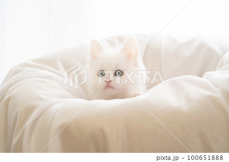 窓辺のベッドに入った白い仔猫 100651888