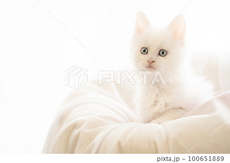 窓辺のベッドに入った白い仔猫 窓辺のベッドに入った白い仔猫 100651889
