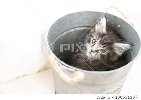 鉢カバーに入ったメインクーンの仔猫 鉢カバーに入ったメインクーンの仔猫 100651907