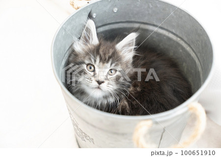 鉢カバーに入ったメインクーンの仔猫 100651910