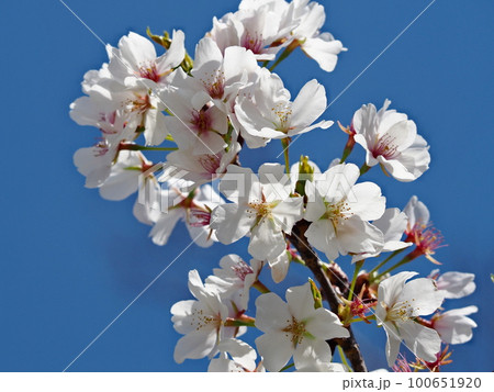 さくらの花 100651920