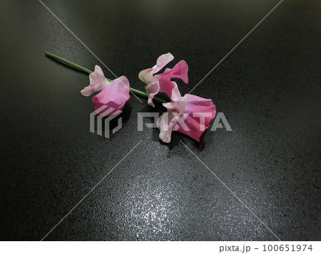 一輪の花　背景素材　スイートピー（ピンク） 100651974