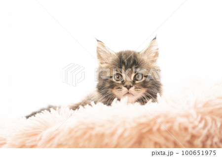 窓辺のベッドに入ったメインクーンの仔猫 100651975