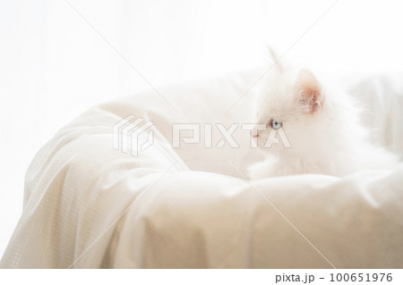 ベッドに入った白い仔猫 ベッドに入った白い仔猫 100651976