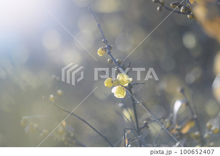 ロウバイ ロウバイ 100652407