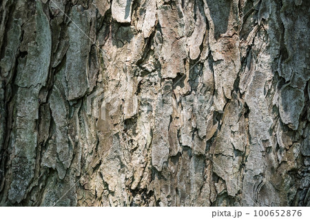 Pine bark textured background with natural light 100652876