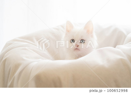 窓辺のベッドに入った白い仔猫 窓辺のベッドに入った白い仔猫 100652998