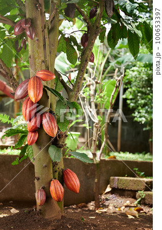 Orange clean cacao pods Orange clean cacao pods 100653397