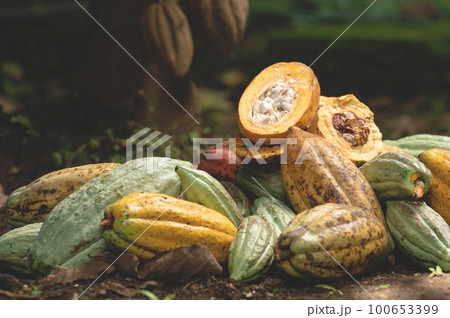 Fresh cutted cacao pod 100653399