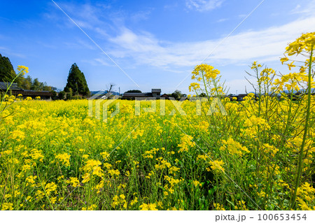 菜の花畑と青空 100653454