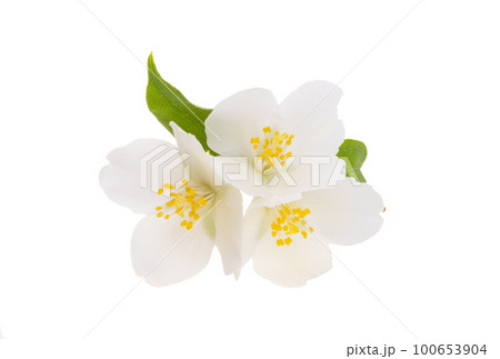 jasmine flowers isolated 100653904