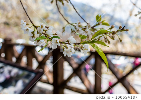 カジュアル 無造作 無頓着 100654187