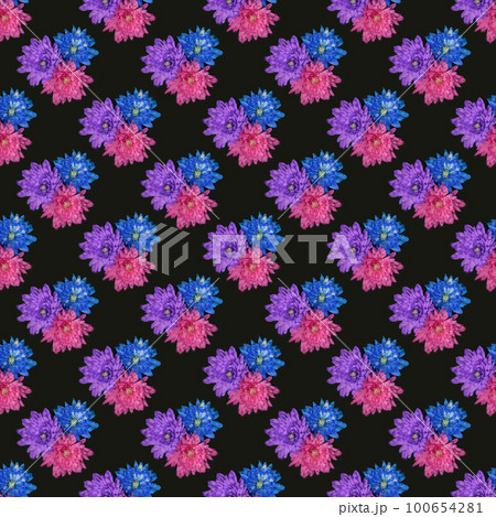 Pink, blue and purple chrysanthemum flowers (Chrysanthemum indicum) isolated on black background. 100654281