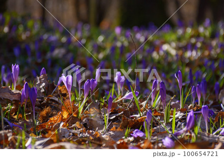 spring crocus flowers in the morning. closeup of violet bloom in the forest spring crocus flowers in the morning. closeup of violet bloom in the forest 100654721