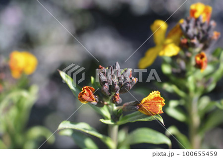 Wallflower 100655459