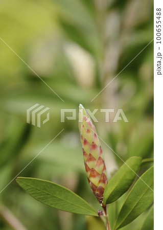 Crimson bottlebrush Splendens Crimson bottlebrush Splendens 100655488