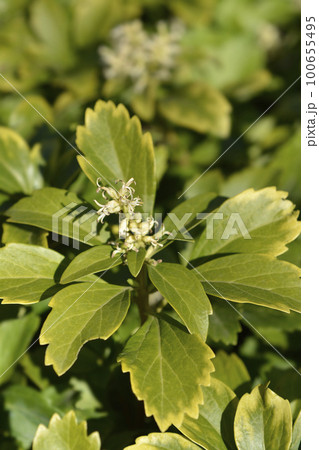 Japanese pachysandra Japanese pachysandra 100655495