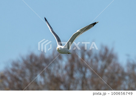 The European Herring Gull, Larus argentatus is a large gull. Here flying in the air. The European Herring Gull, Larus argentatus is a large gull. Here flying in the air. 100656749