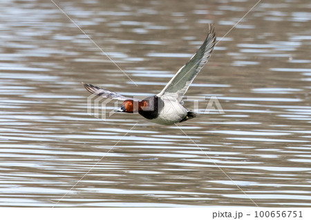 Red-crested Pochard, Netta rufina flying over a lake at Munich, Germany 100656751