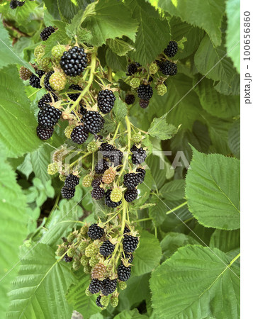 Natural fresh blackberries in a garden. Bunch of ripe blackberry fruit - Rubus fruticosus - on branch of plant with green leaves on farm. Natural fresh blackberries in a garden. Bunch of ripe blackberry fruit - Rubus fruticosus - on branch of plant with green leaves on farm. 100656860