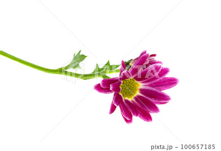 chrysanthemum isolated chrysanthemum isolated 100657185