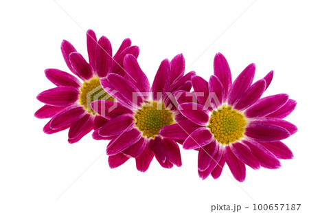 chrysanthemum isolated 100657187
