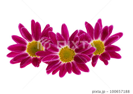 chrysanthemum isolated chrysanthemum isolated 100657188